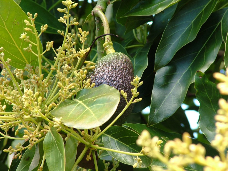 Авокадо дерево цветы