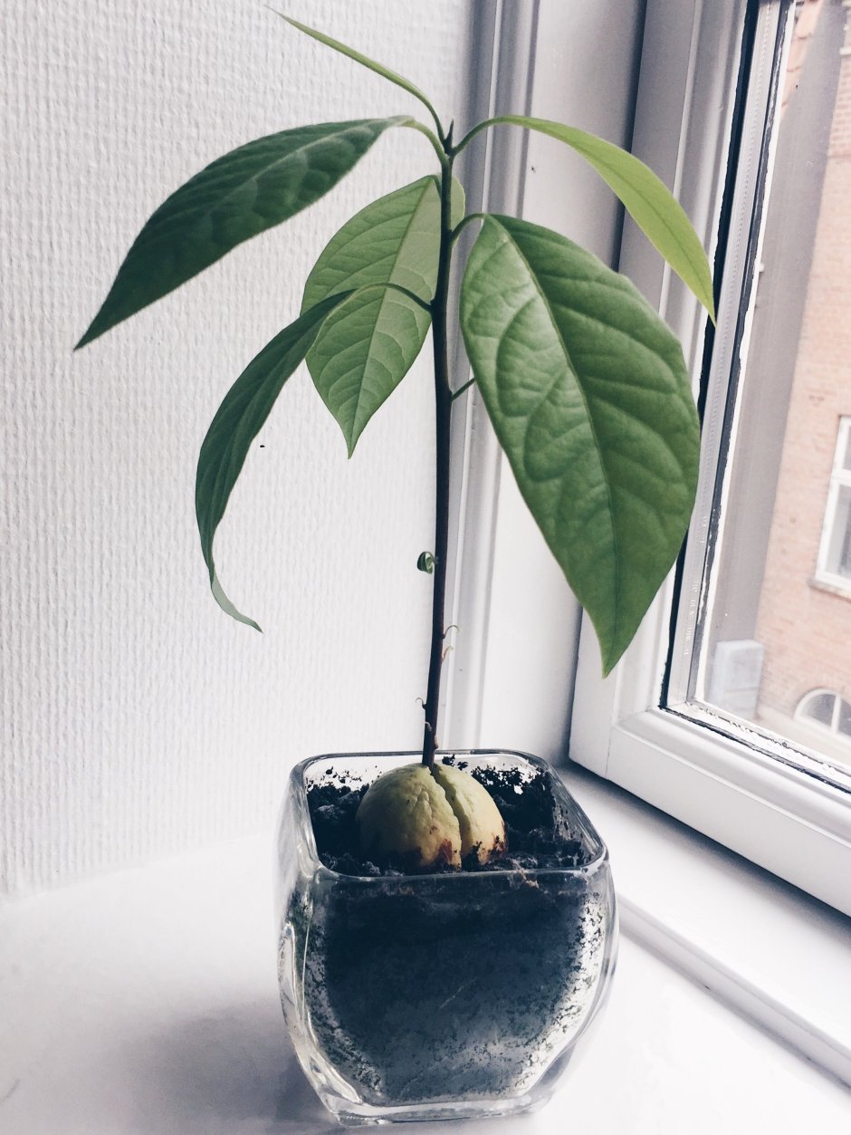 Прорастить авокадо