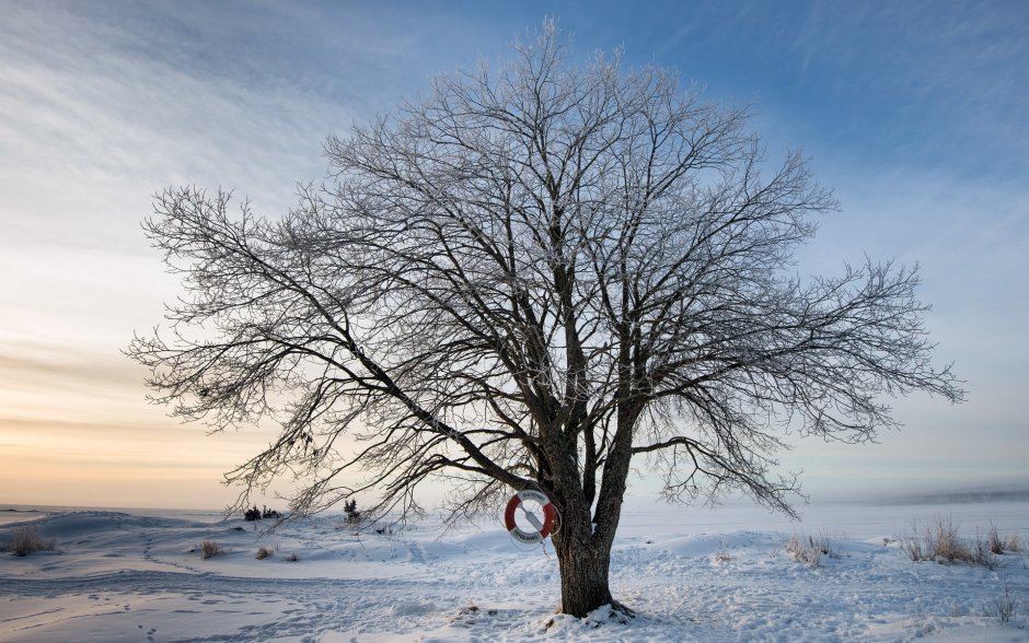Зимнее дерево на ветру