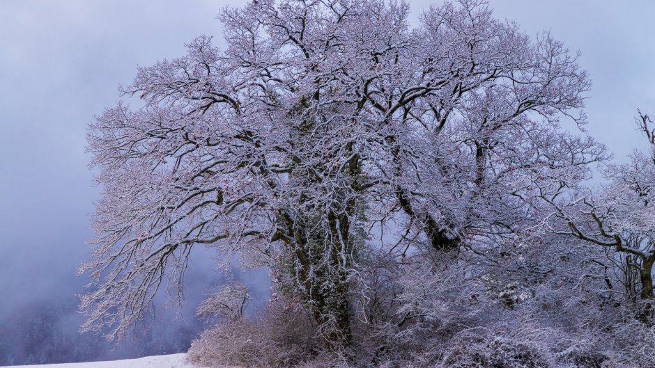 Красивое развесистое дерево зимой
