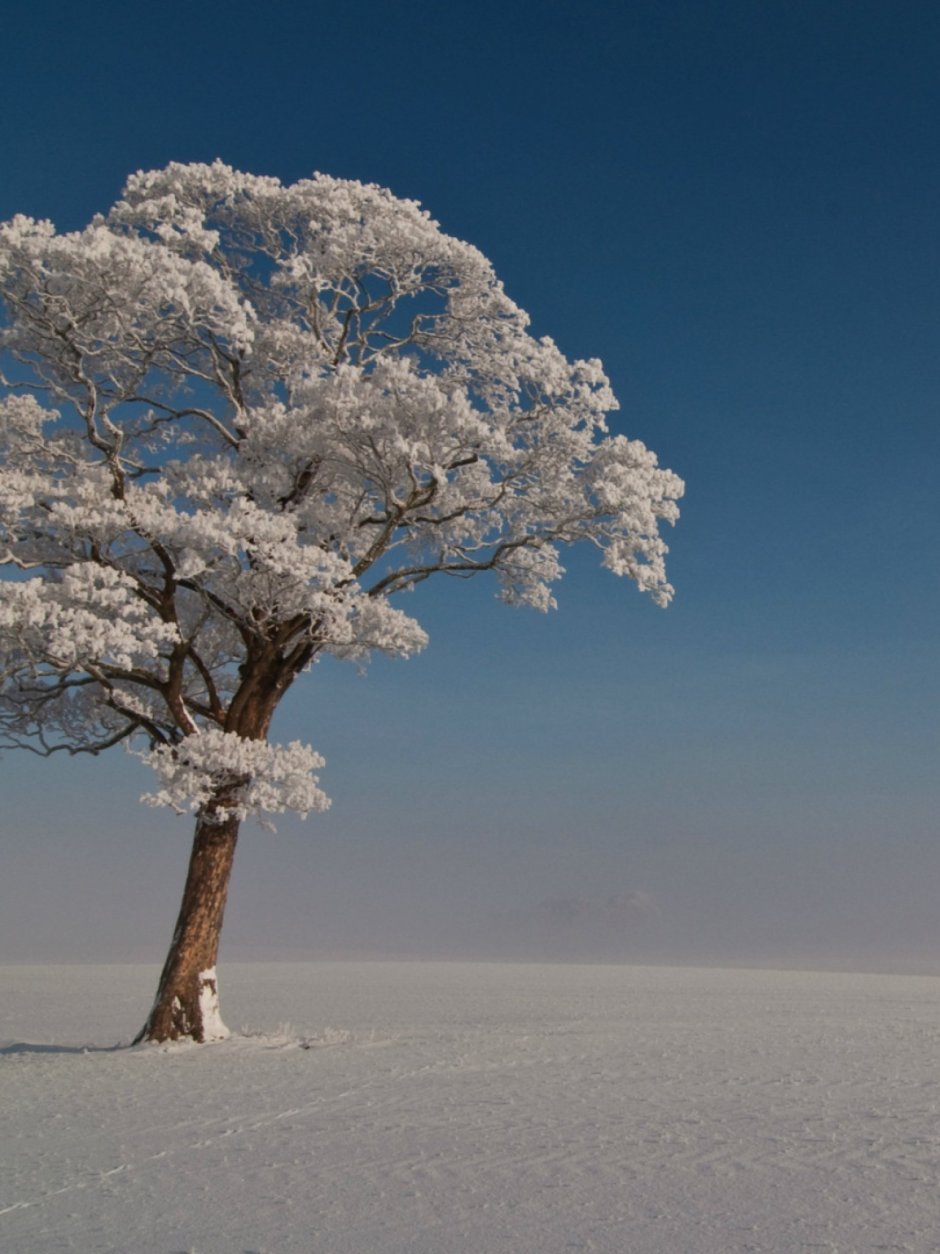 Снежное дерево растет в Китае