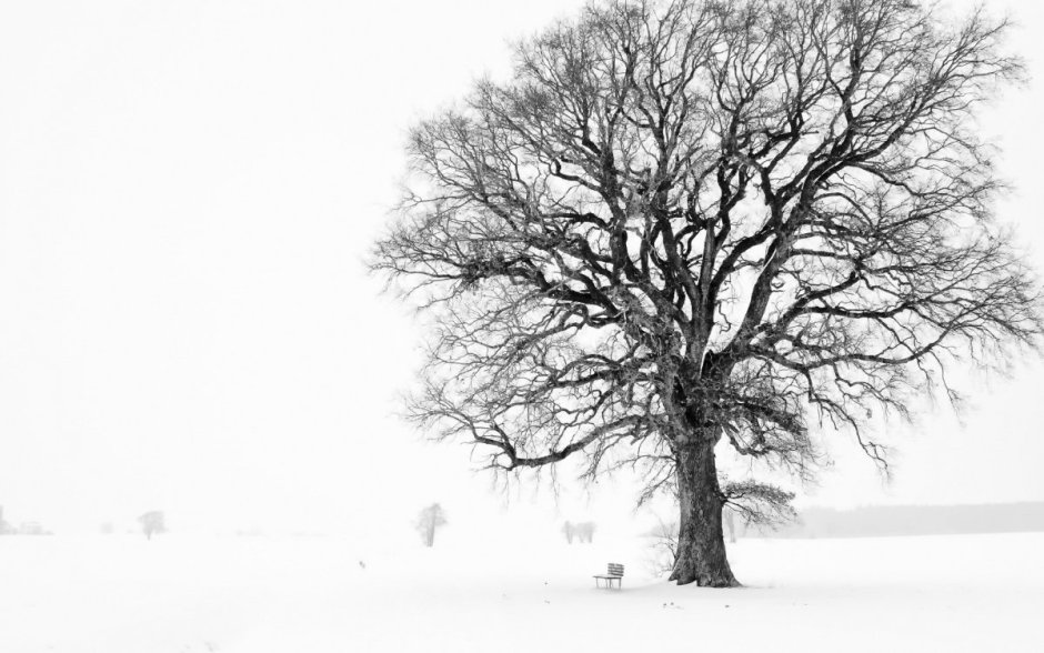 Дерево зима рисунок