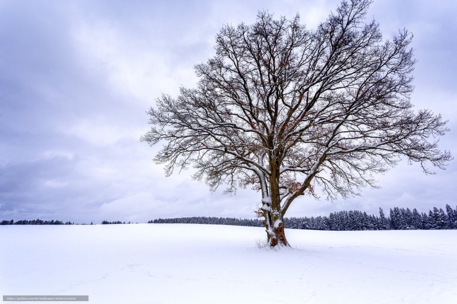 Одинокое зимнее дерево