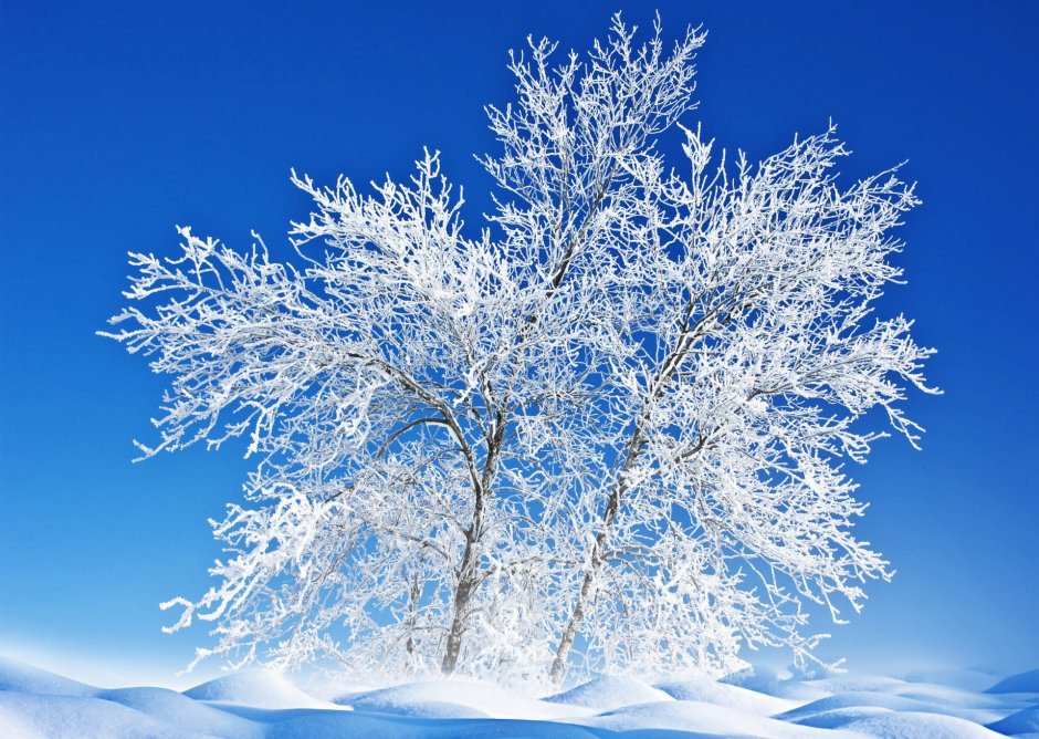 Снежные деревья