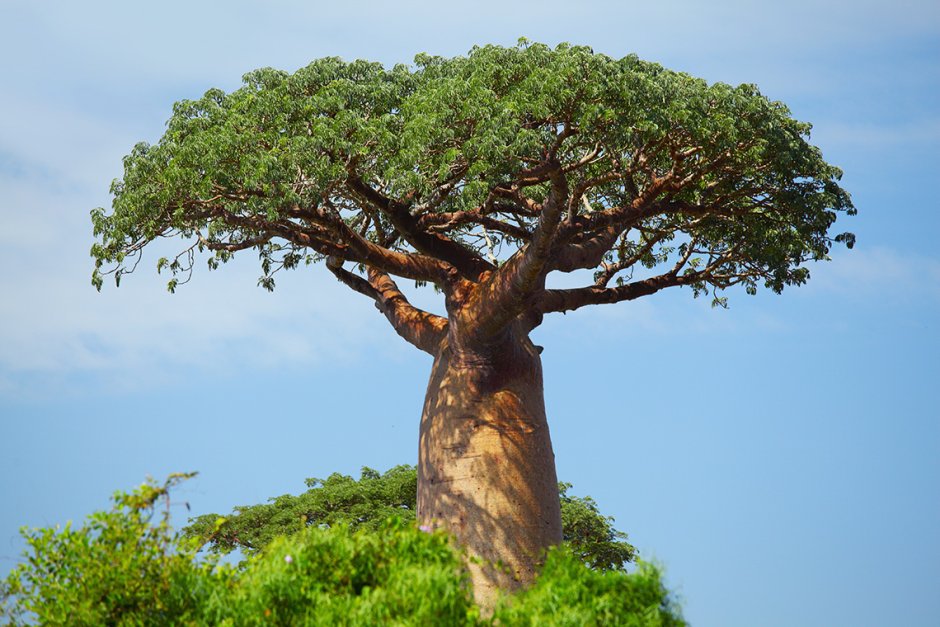 Дерево Бао баобаб