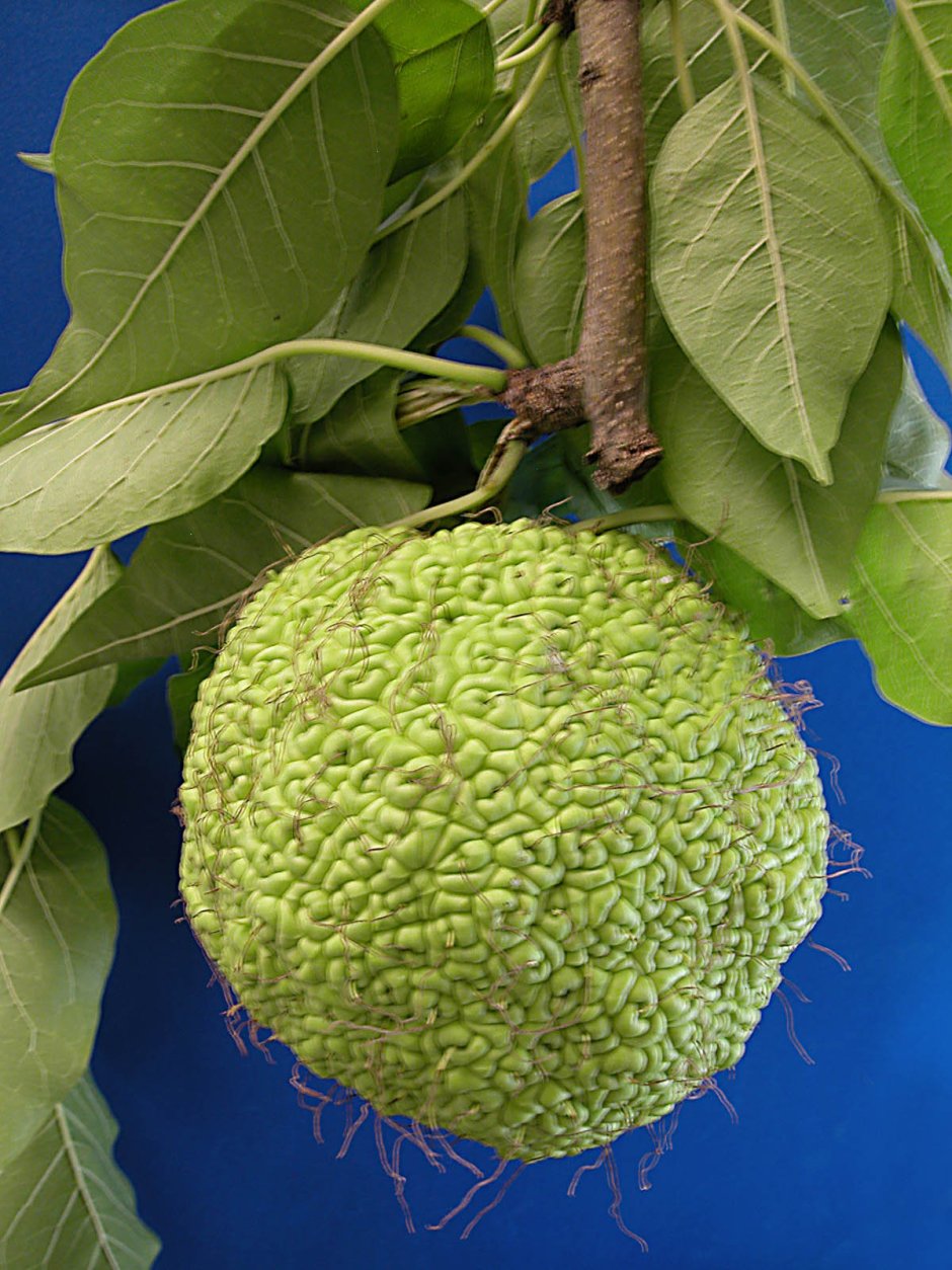 Маклюра адамово яблоко растение