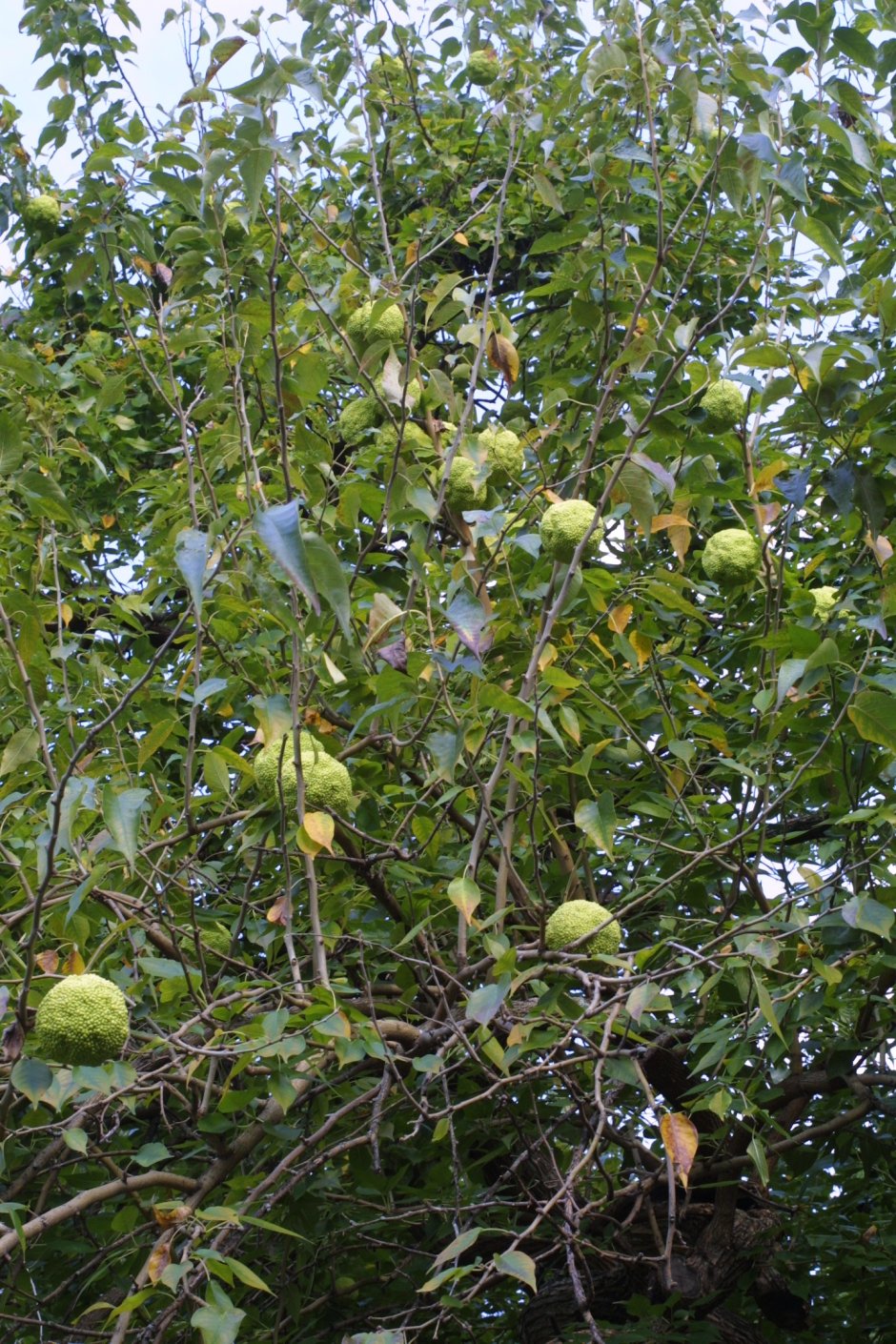 Маклюра Крымская дерево