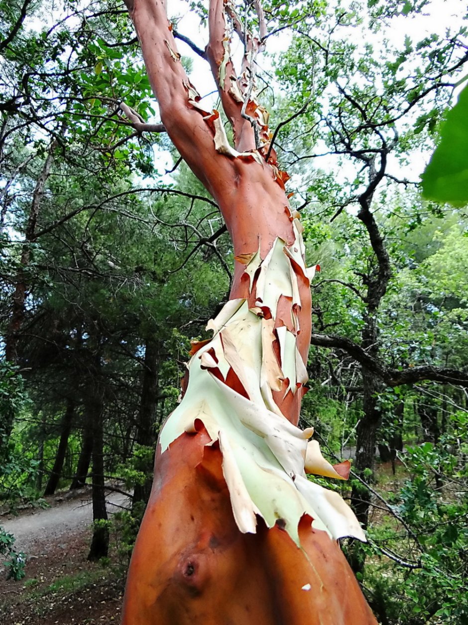 Платан (Чинар) - бесстыжее дерево