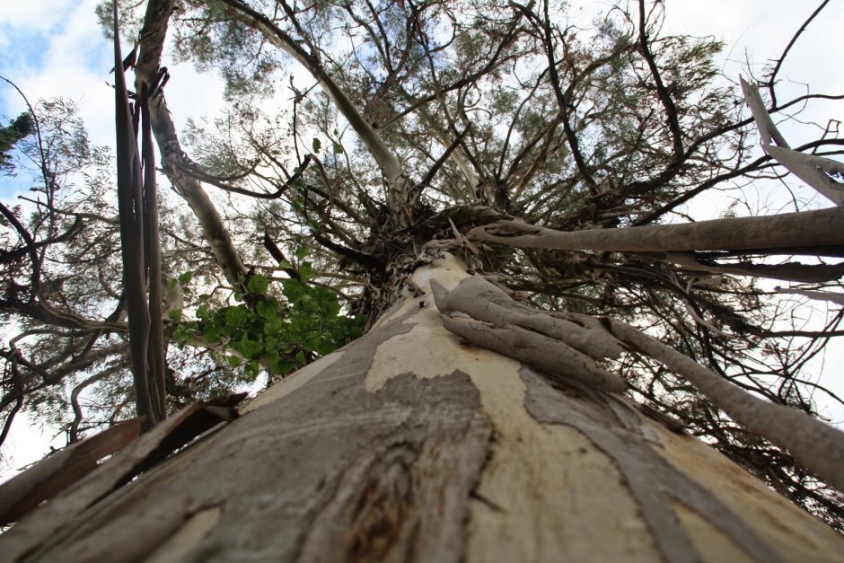 Бесстыдница дерево без коры в Абхазии