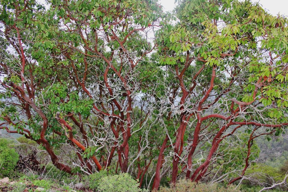 Земляничное дерево красное