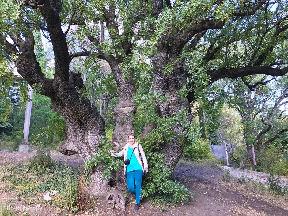 Фисташковое дерево в Никитском Ботаническом саду