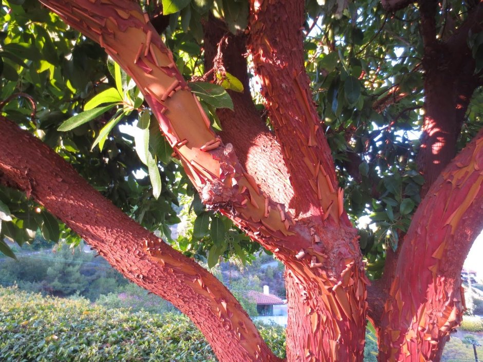 Земляничное дерево красное Arbutus andrachne