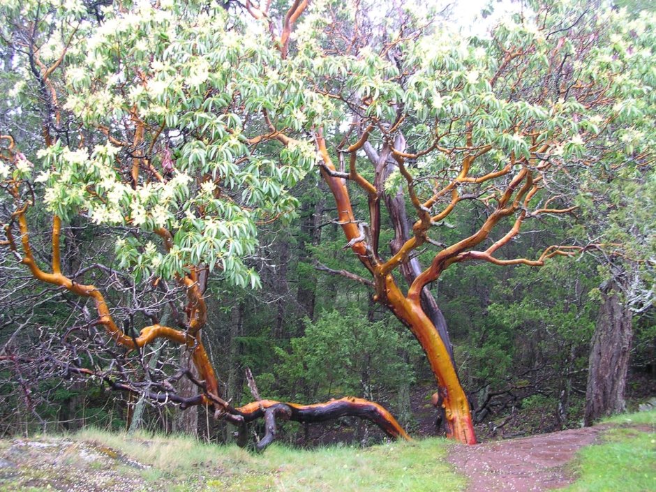 Земляничное дерево менциса
