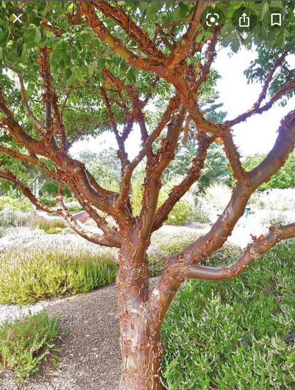 Арбутус Земляничное дерево