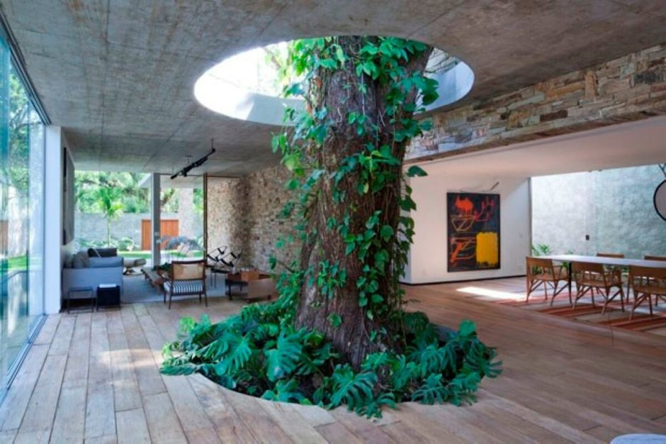 Дерево внутри дома