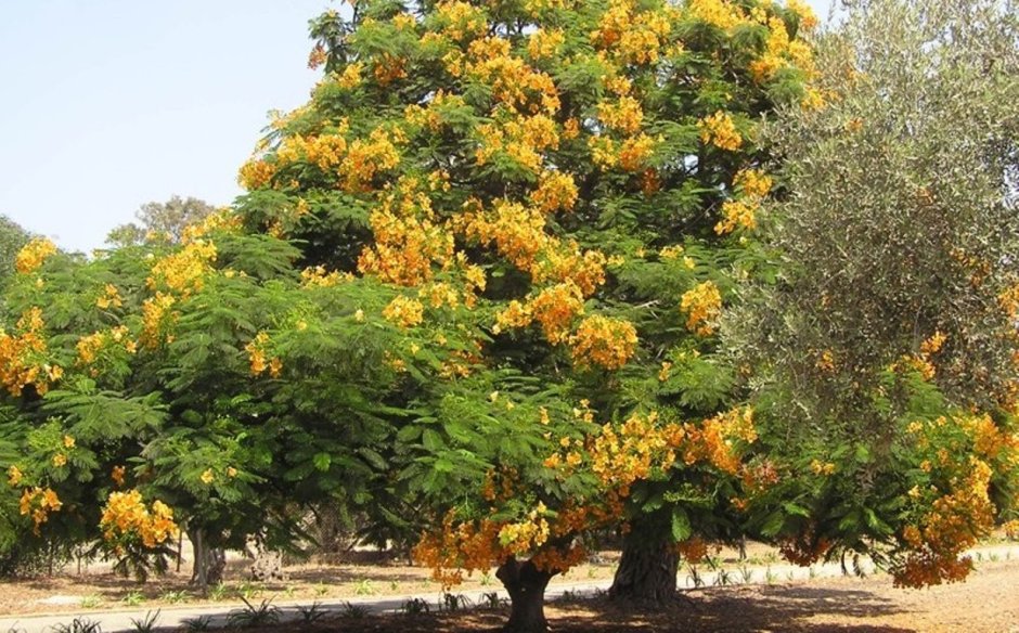 Цветущая хурма дерево