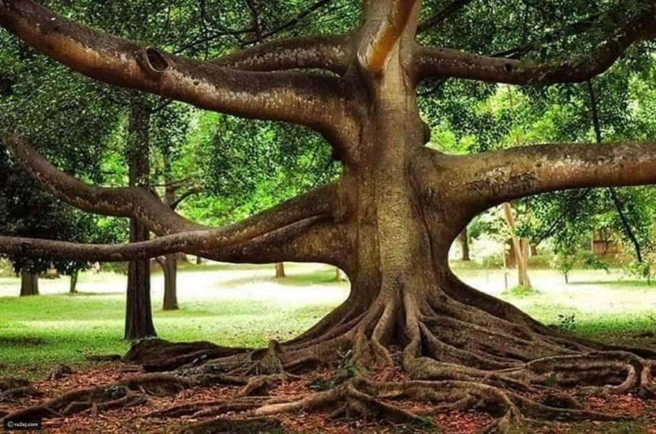Сейба дерево