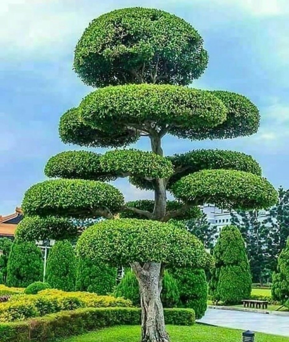 Красивое дерево