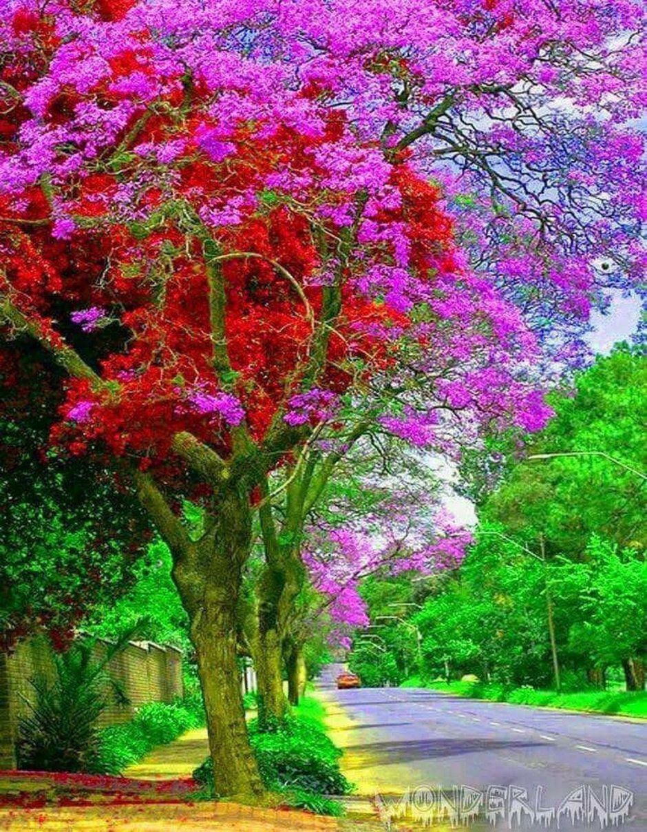 Цветущие деревья