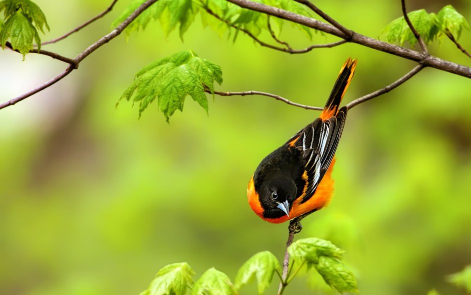 Черно оранжевая птица