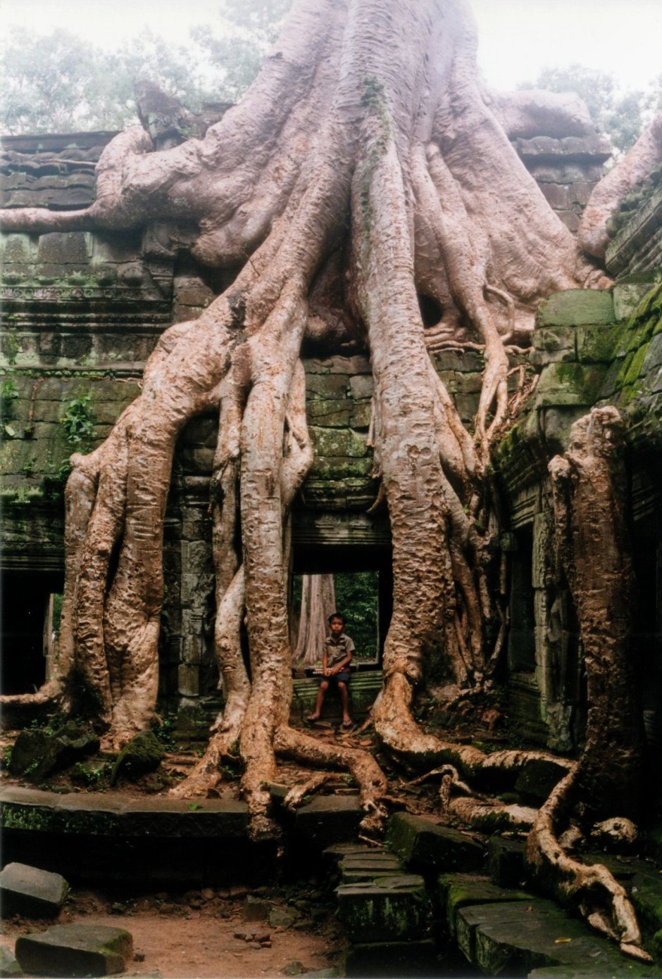 Камбоджа корни деревьев