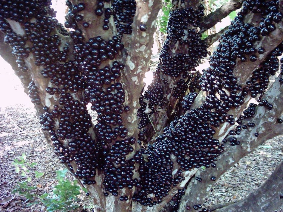 Виноградное дерево Жаботикаба