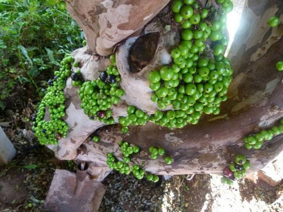 Бразильское дерево джаботикаба