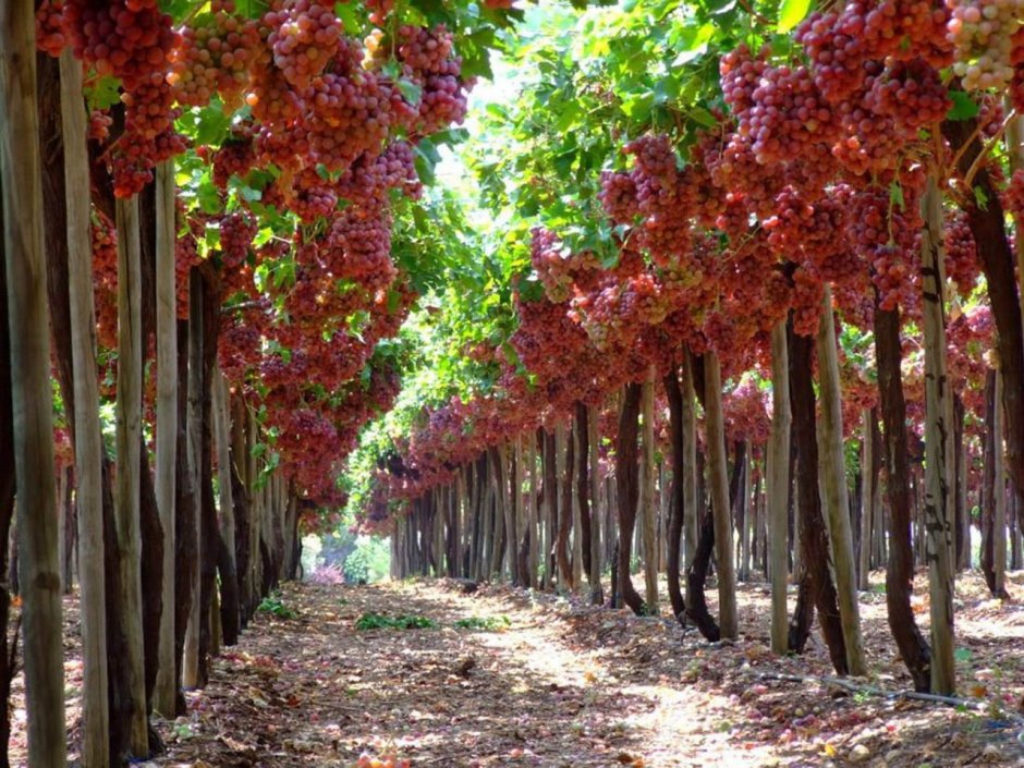 Виноградники в Израиле
