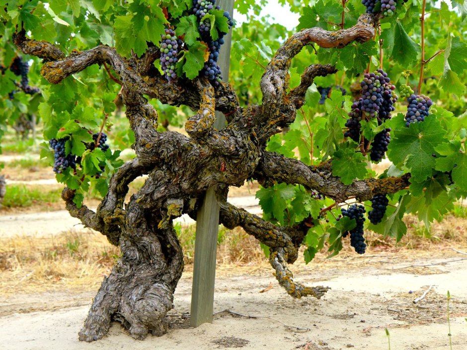 Виноградная лоза Этна