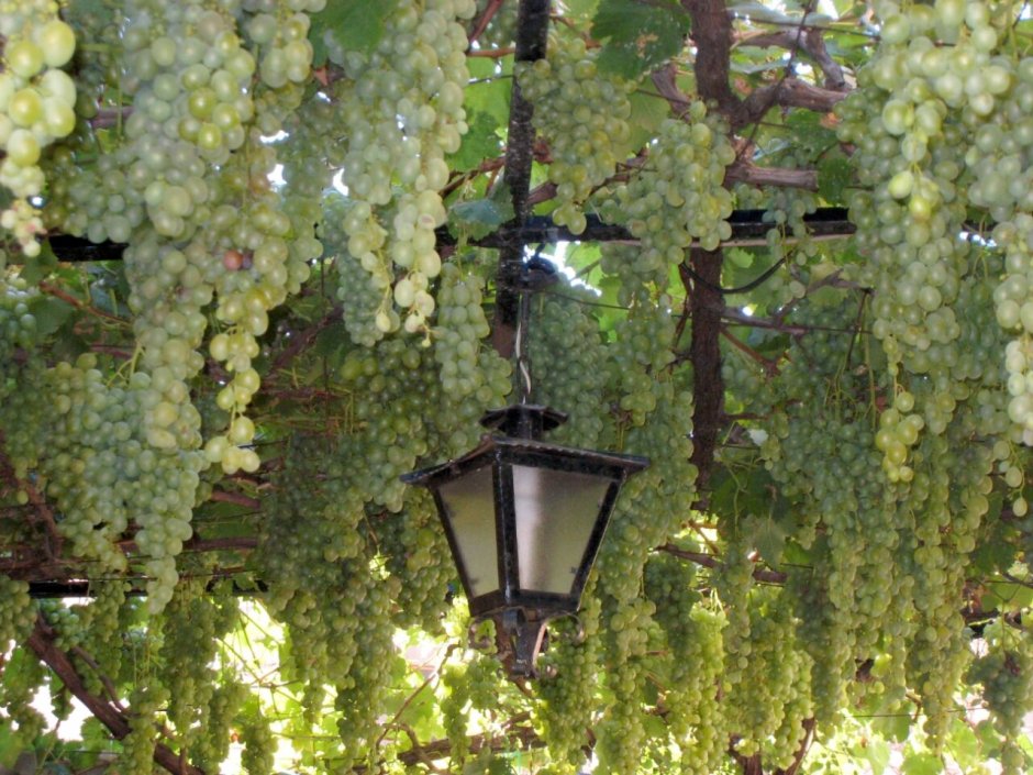 Виноград в саду
