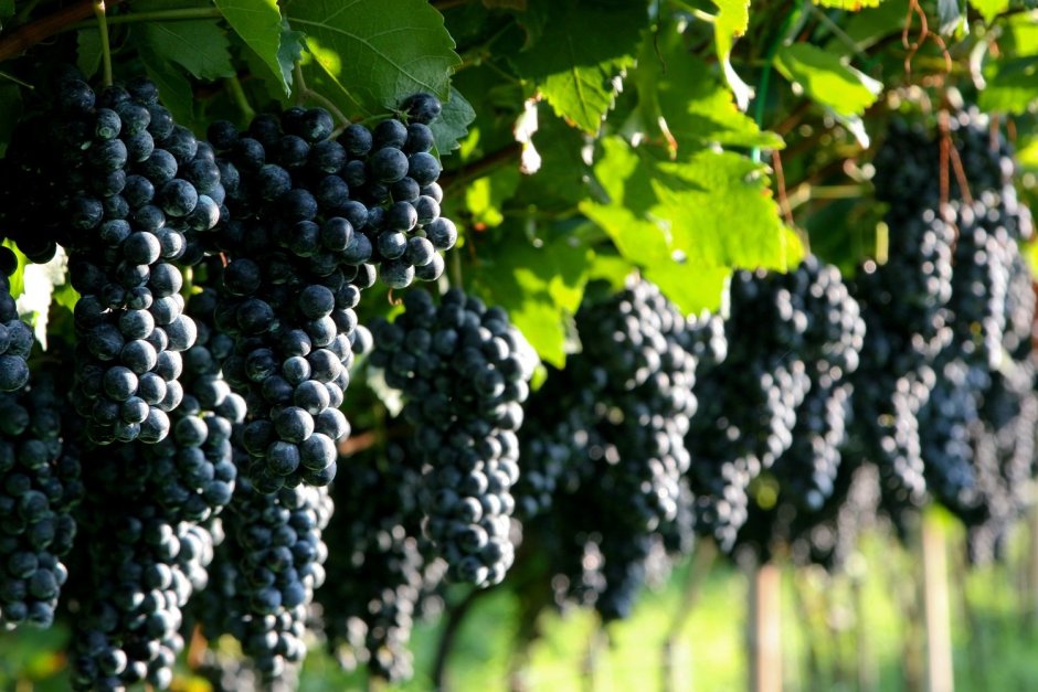 Александроули виноград