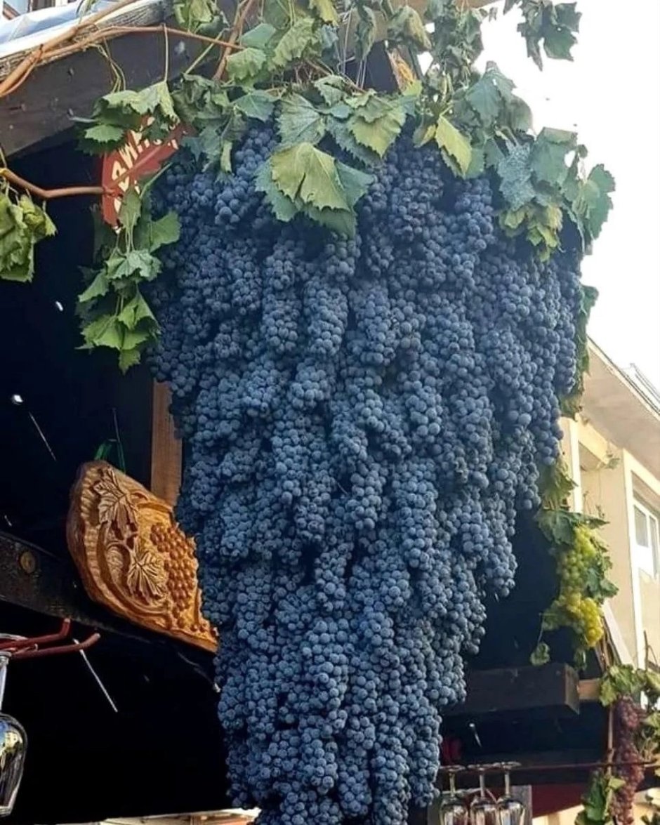 Самый большой сорт винограда в мире