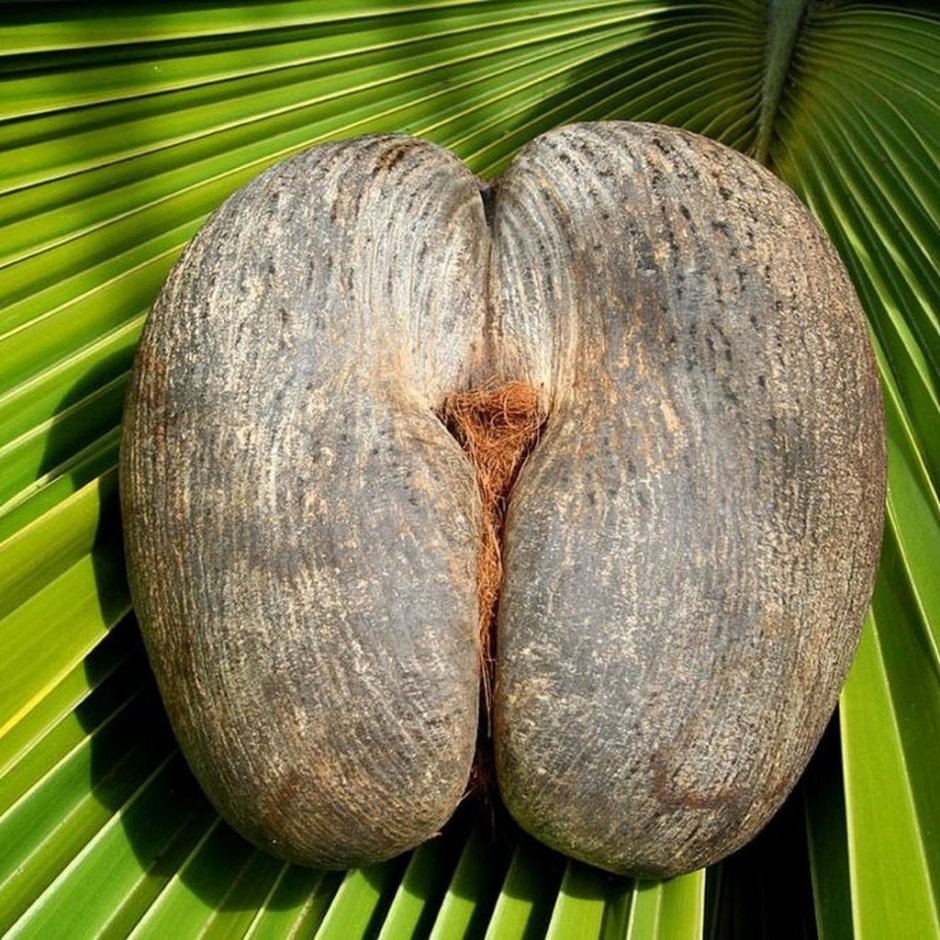 Сейшельский орех Коко-де-мер