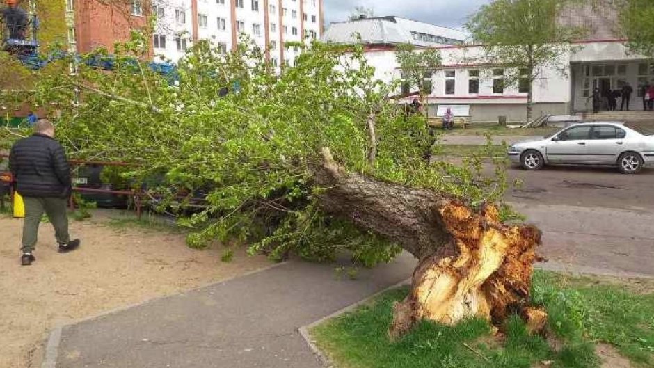 Упавшее дерево