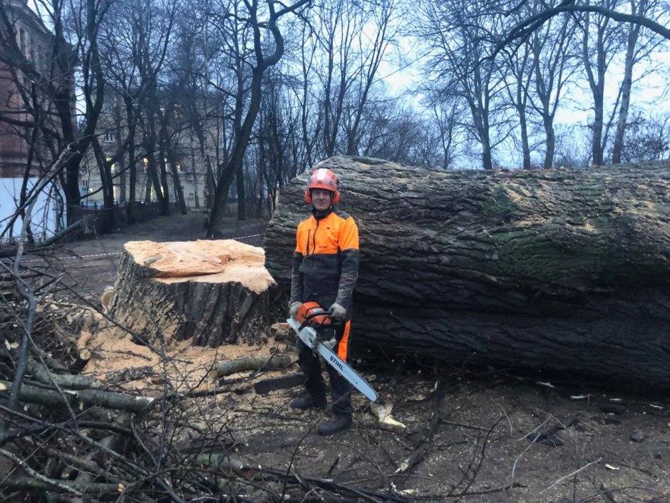 Спиливание больших деревьев