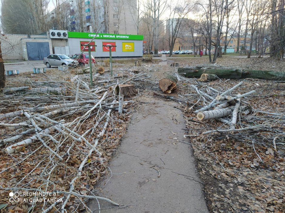 На Шишкова вырубили деревья