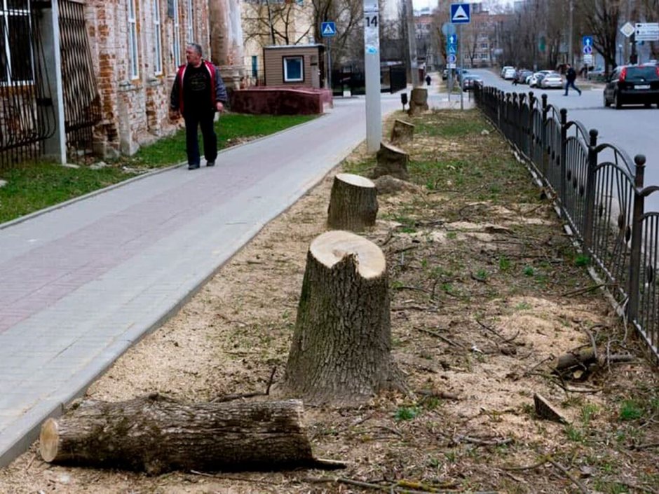 Спиленные деревья Россия лето