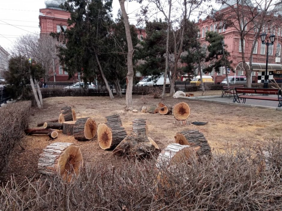Вырубка деревьев в Коломенском