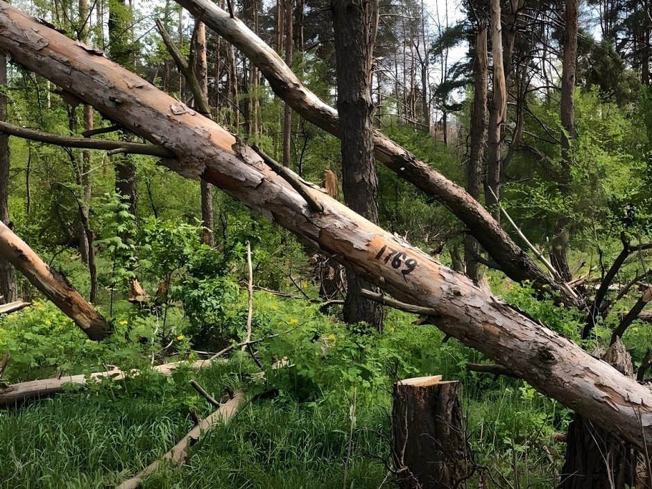 Вырубка леса в Вологодской области