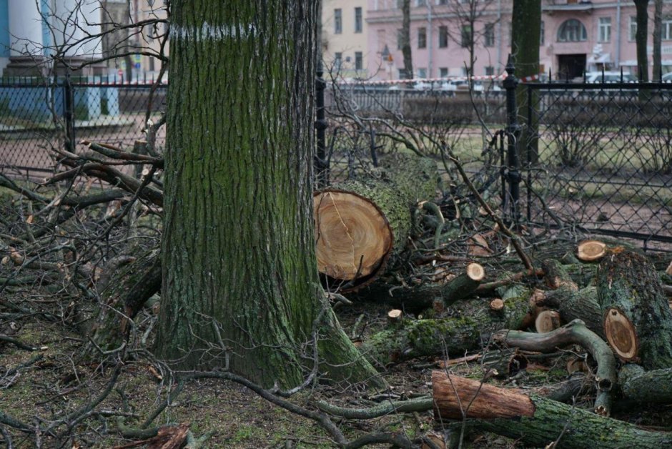 Д.С. Лихачев о вырубке старых деревьев в парке царского села