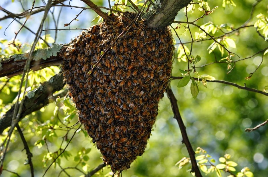 Пчелиный Рой фото