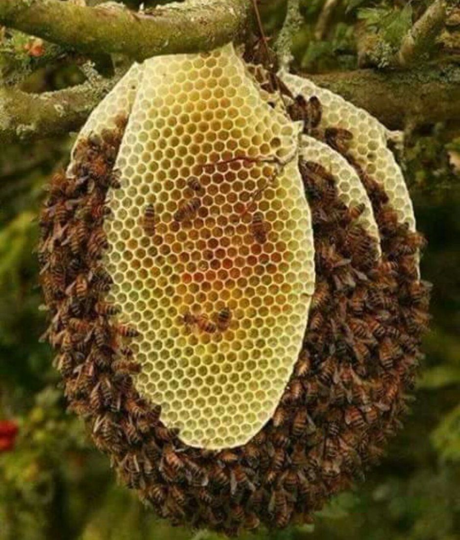 Дикий пчелиный улей