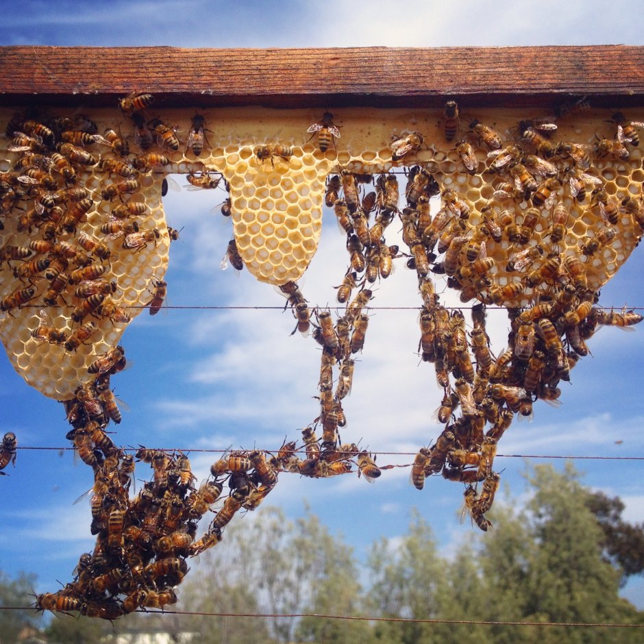 Необычный улей для пчел