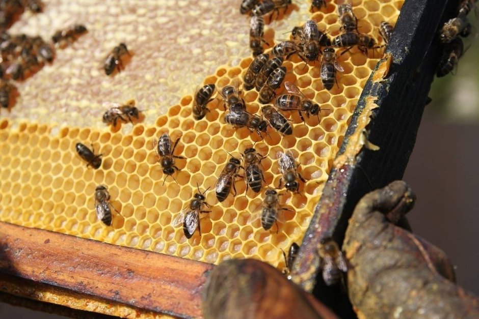 Медоносные пчёлы ульи
