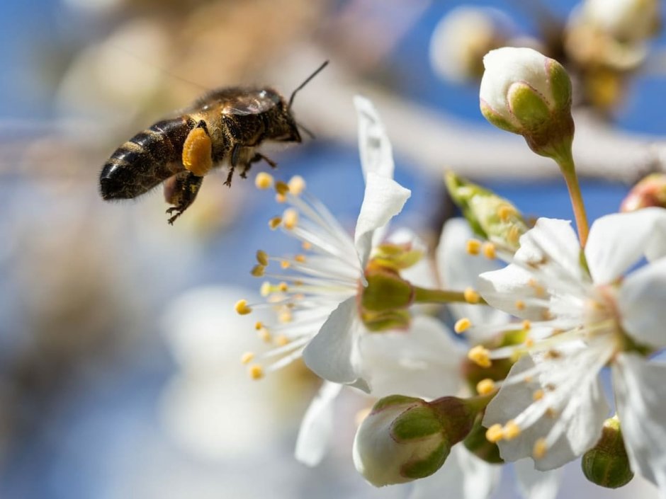 Пчела на цветущей яблоне