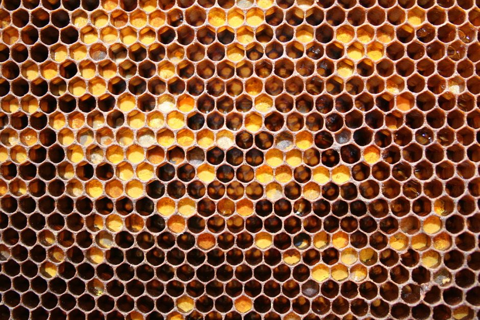 Пчелиные соты с медом