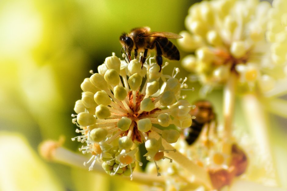 Цветочная пыльца на пчеле