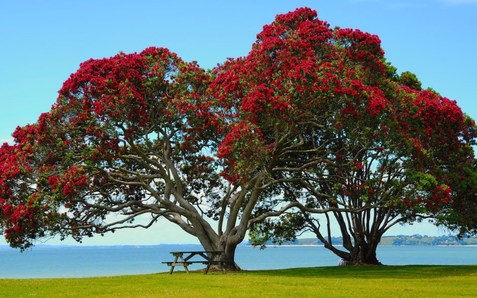 Новая Зеландия цветы Похутукава