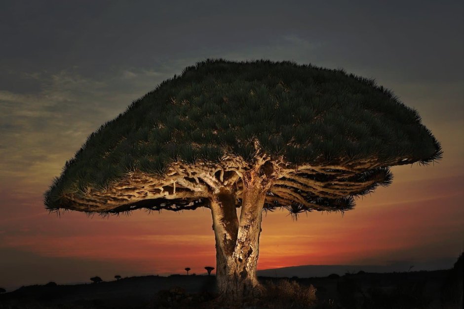 Нубийское Драконово дерево
