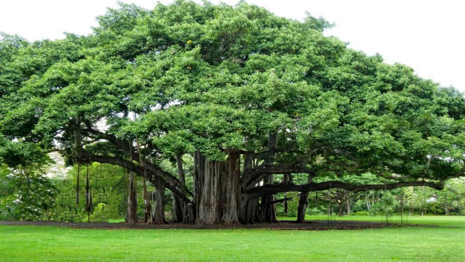 Великий Баньян дерево